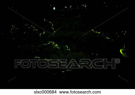 Picture - Fireflies at Hotaru Kids Park, Nagano prefecture. Fotosearch