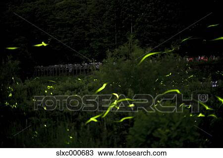 Fireflies at Hotaru Kids Park, Nagano prefecture View Large Photo Image Stock Image - Fireflies at Hotaru Kids Park, Nagano prefecture. Fotosearch