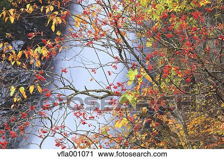 Foliage at Choshi waterfall, Akita Prefecture View Large Photo Image Stock Image - Foliage at Choshi waterfall, Akita Prefecture. Fotosearch