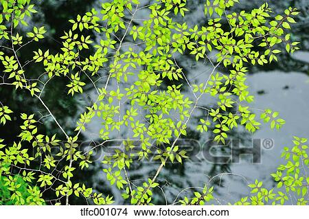 Foliage View Large Photo Image Picture - Foliage. Fotosearch
