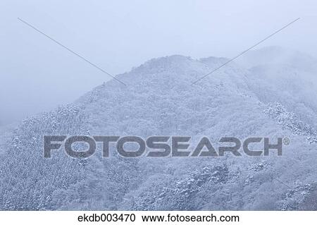 Stock Image - Forest covered in snow, Okutama. Fotosearch