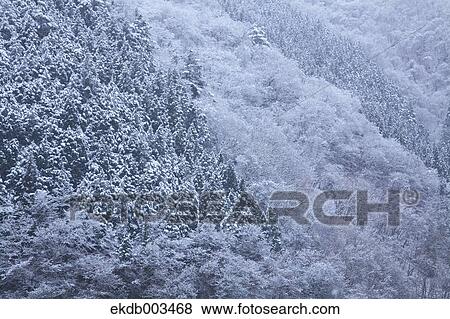 Forest covered in snow, Okutama View Large Photo Image Stock Photo - Forest covered in snow, Okutama. Fotosearch