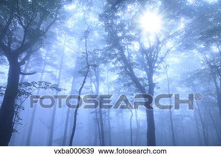 Forest wrapped in morning fog View Large Photo Image Stock Photo - Forest wrapped in morning fog. Fotosearch