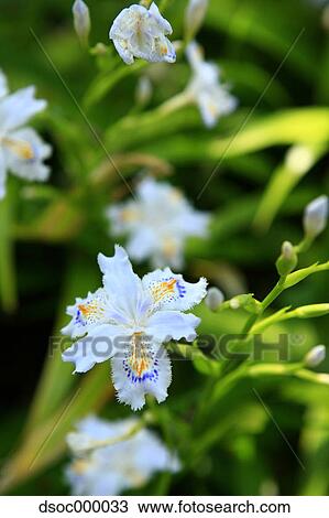 Fringed iris View Large Photo Image Stock Image - Fringed iris. Fotosearch