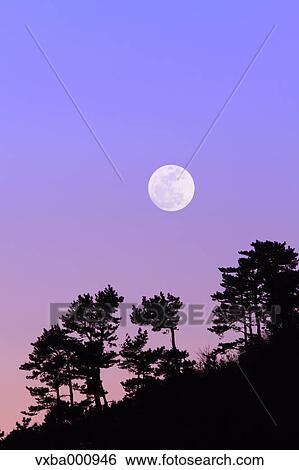 Full moon and pine trees View Large Photo Image Stock Photograph - Full moon and pine trees. Fotosearch