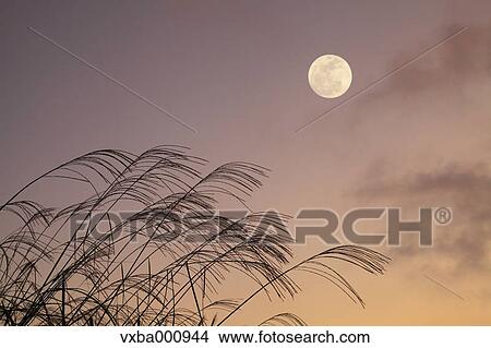Full moon and silver grass View Large Photo Image Picture - Full moon and silver grass. Fotosearch