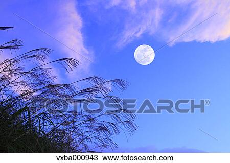 Full moon and silver grass View Large Photo Image Stock Image - Full moon and silver grass. Fotosearch