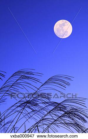 Full moon and silver grass View Large Photo Image Stock Photo - Full moon and silver grass. Fotosearch