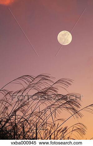 Full moon and silver grass View Large Photo Image Stock Photography - Full moon and silver grass. Fotosearch