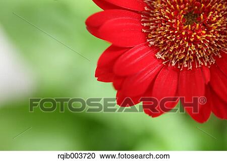 Gerbera View Large Photo Image Stock Image - Gerbera. Fotosearch
