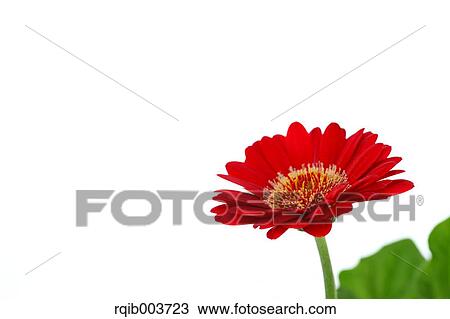 Gerbera View Large Photo Image Stock Image - Gerbera. Fotosearch