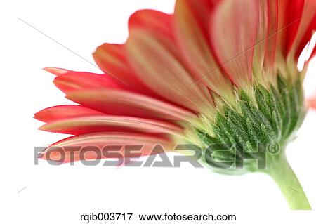 Gerbera View Large Photo Image Stock Photo - Gerbera. Fotosearch