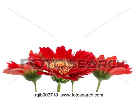 Gerbera View Large Photo Image Stock Photo - Gerbera. Fotosearch