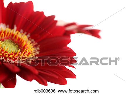 Gerbera View Large Photo Image Stock Photograph - Gerbera. Fotosearch