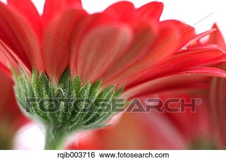 Gerbera View Large Photo Image Stock Photograph - Gerbera. Fotosearch