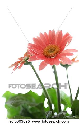 Gerbera View Large Photo Image Stock Photography - Gerbera. Fotosearch