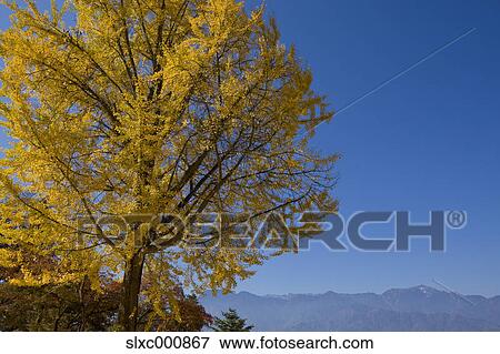Ginkgo biloba and blue sky View Large Photo Image Stock Photo - Ginkgo biloba and blue sky. Fotosearch