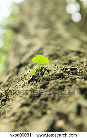 Ginkgo leaves View Large Photo Image Stock Image - Ginkgo leaves. Fotosearch