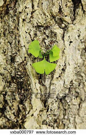Stock Photo - Ginkgo leaves. Fotosearch