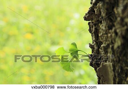 Ginkgo leaves View Large Photo Image Stock Photo - Ginkgo leaves. Fotosearch