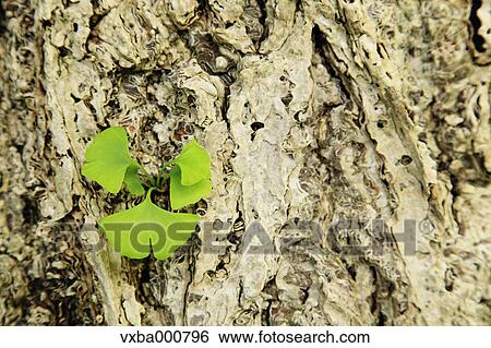 Stock Photograph - Ginkgo leaves. Fotosearch