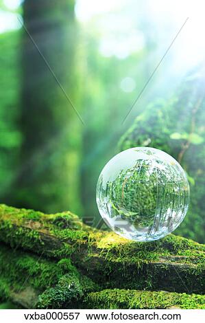 Glass sphere on a tree View Large Photo Image Stock Photo - Glass sphere on a tree. Fotosearch