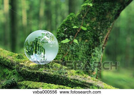 Glass sphere on a tree View Large Photo Image Stock Photograph - Glass sphere on a tree. Fotosearch