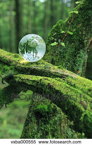 Glass sphere on a tree View Large Photo Image Stock Photography - Glass sphere on a tree. Fotosearch