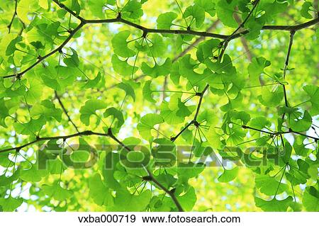 Green Ginkgo leaves View Large Photo Image Stock Photo - Green Ginkgo leaves. Fotosearch