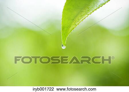 Green leaf with water droplet View Large Photo Image Stock Image - Green leaf with water droplet. Fotosearch