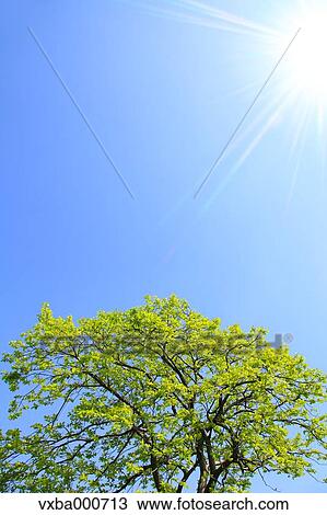 Green leaves and blue sky View Large Photo Image Stock Image - Green leaves and blue sky. Fotosearch