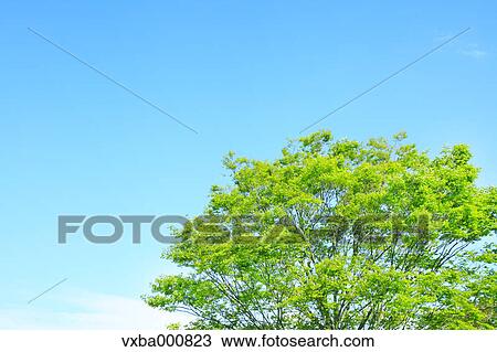 Green leaves and blue sky View Large Photo Image Stock Image - Green leaves and blue sky. Fotosearch