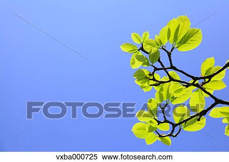Green leaves and blue sky View Large Photo Image Stock Photography - Green leaves and blue sky. Fotosearch