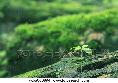 Picture - Green leaves and moss. Fotosearch