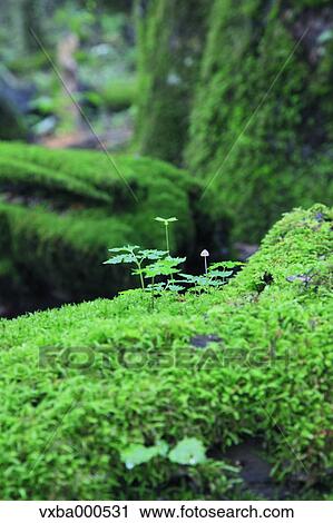 Green leaves and moss View Large Photo Image Stock Image - Green leaves and moss. Fotosearch