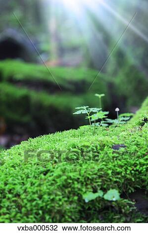 Green leaves and moss View Large Photo Image Stock Image - Green leaves and moss. Fotosearch