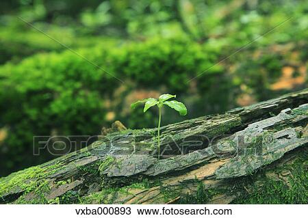 Green leaves and moss View Large Photo Image Stock Image - Green leaves and moss. Fotosearch