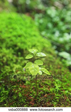 Green leaves and moss View Large Photo Image Stock Photo - Green leaves and moss. Fotosearch