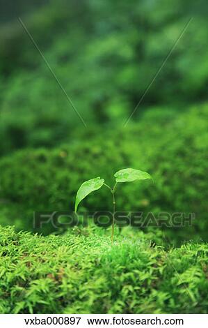 Green leaves and moss View Large Photo Image Stock Photo - Green leaves and moss. Fotosearch
