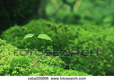 Green leaves and moss View Large Photo Image Stock Photograph - Green leaves and moss. Fotosearch