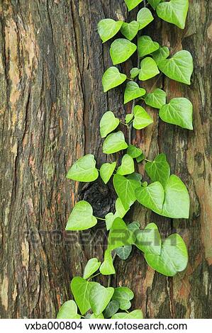 Green leaves on tree View Large Photo Image Picture - Green leaves on tree. Fotosearch