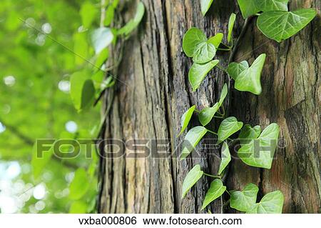 Green leaves on tree View Large Photo Image Stock Photograph - Green leaves on tree. Fotosearch