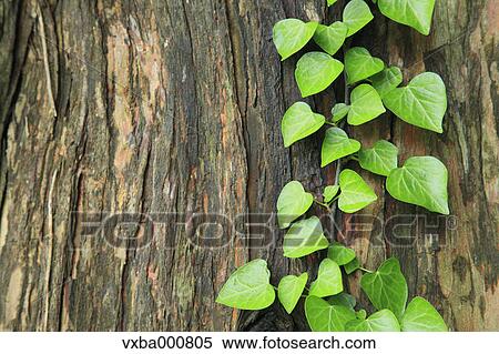 Green leaves on tree View Large Photo Image Stock Photography - Green leaves on tree. Fotosearch