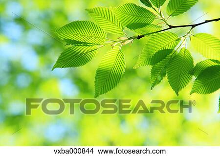 Green leaves View Large Photo Image Picture - Green leaves. Fotosearch