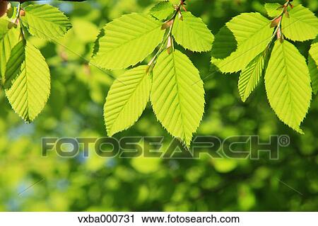 Stock Image - Green leaves. Fotosearch