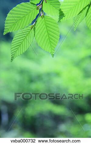 Green leaves View Large Photo Image Stock Image - Green leaves. Fotosearch
