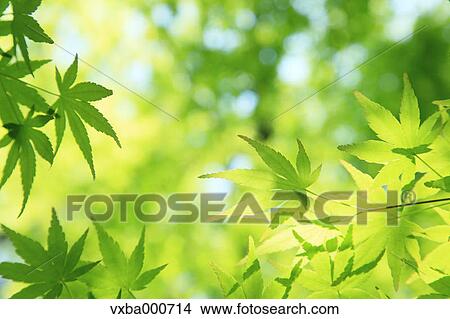 Picture - Green maple leaves. Fotosearch