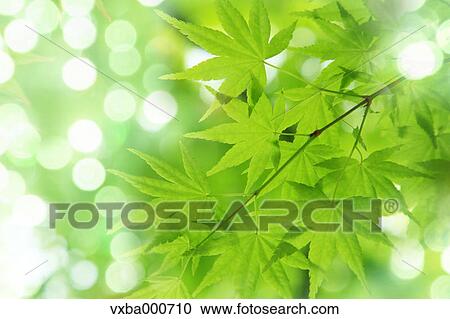 Stock Image - Green maple leaves. Fotosearch