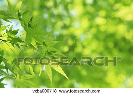 Green maple leaves View Large Photo Image Stock Photo - Green maple leaves. Fotosearch