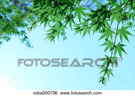 Green maple leaves View Large Photo Image Stock Photograph - Green maple leaves. Fotosearch